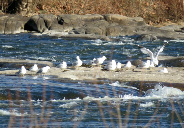 1rivergulls
