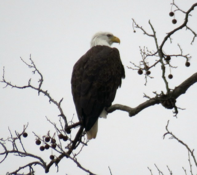 Bald eagle in a Sycamore, south bank of the river, just upstream from Huguenot Flatwater