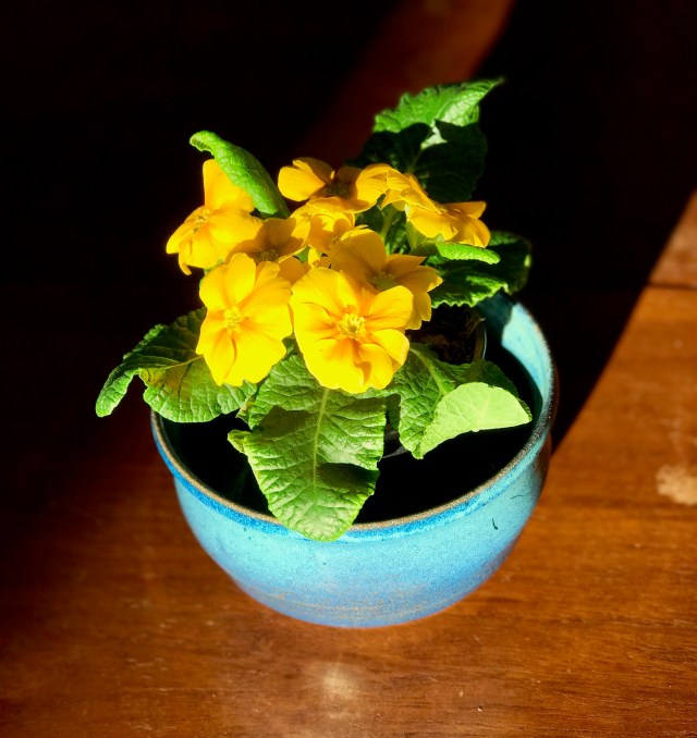 1yellowprimrose