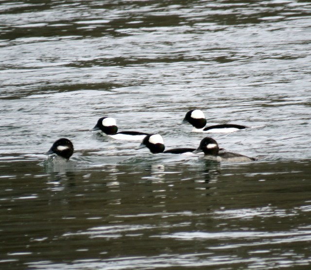 They're ever-present at Pony Pasture, but not ever-present on the surface: