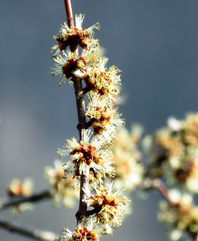 Nothing says "Spring" like a glowing maple bud