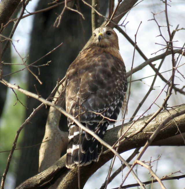 Squawking Red-shouldered hawk in my yard Wednesday