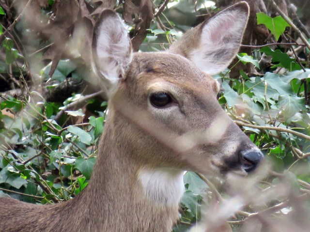 I don't know if that deer feels peaceful, but I certainly feel peaceful when I look at it