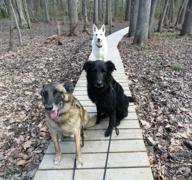 You cannot beat these three for hiking buddies. 