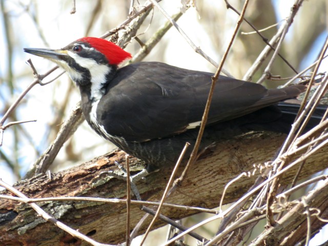 Female Pileated woodpecker