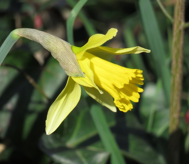 Spectacular trailside daffodil at Pony Pasture