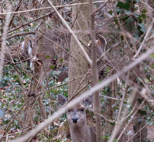 I believe the deer at the bottom of this picture (from December, 2014) is the same deer as the one above. 