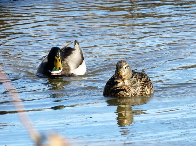 So beautiful in nice light
