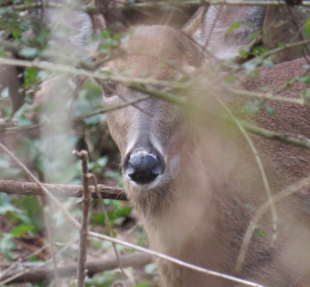 She has a very direct gaze. Extremely mature. 