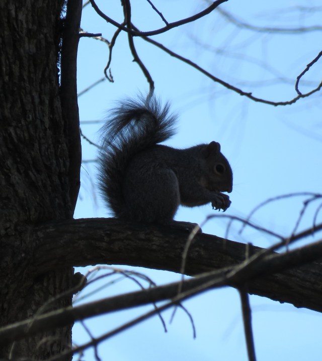 Umistakable silhoutte