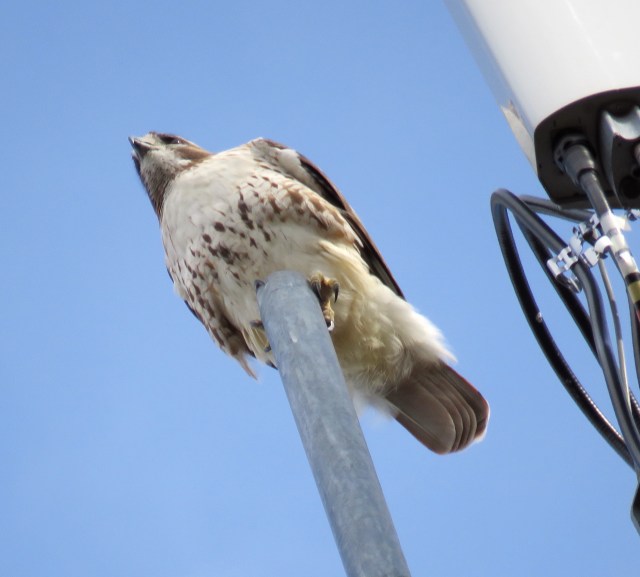 Red-tailed hawk as seen through open sun roof