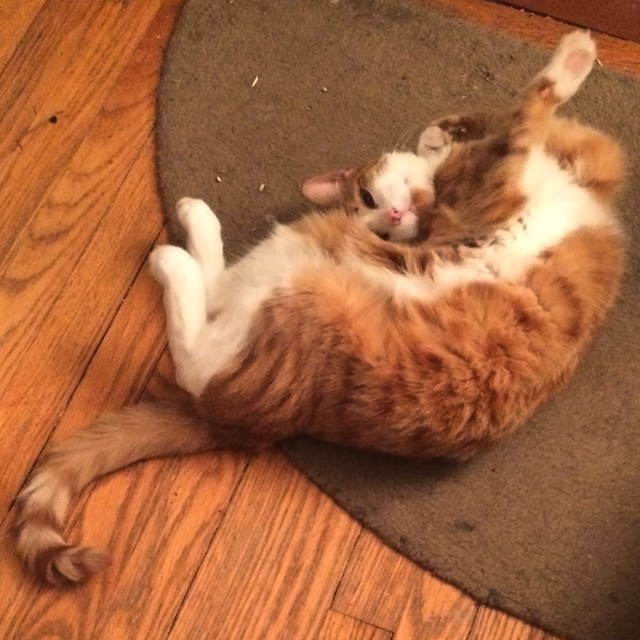 Dash could not care less that the days are getting longer. Thanks for the picture Evelyn! 