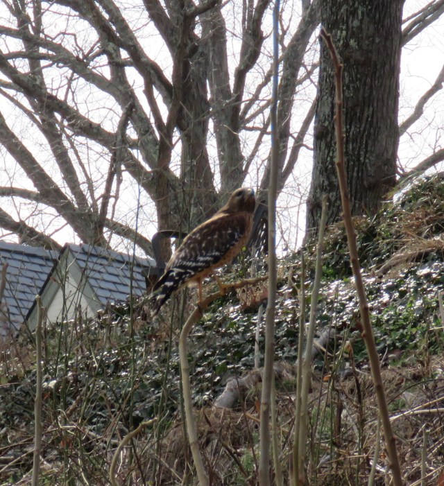 Red-shouldered hawk on Riverside Drive