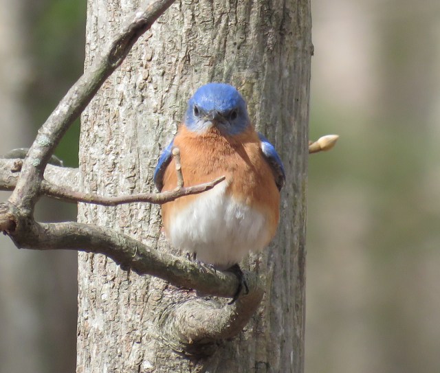 Have you ever seen a bluebird that was not photogenic? Me either. 